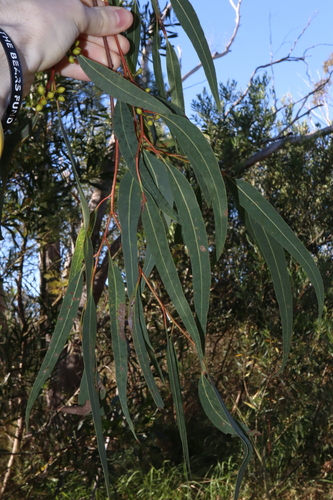 Image of Eucalyptus parramattensis by (c) Thomas Mesaglio, some rights reserved (CC BY)