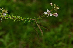 Sieruela oxyphylla image