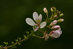 Sieruela oxyphylla image