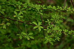 Sieruela oxyphylla image