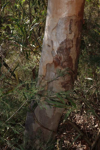 Image of Eucalyptus parramattensis by (c) Thomas Mesaglio, some rights reserved (CC BY)