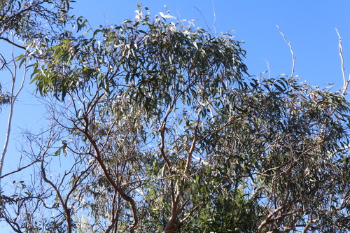 Image of Eucalyptus parramattensis by (c) Thomas Mesaglio, some rights reserved (CC BY)