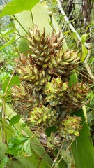 Wittmackia antillana