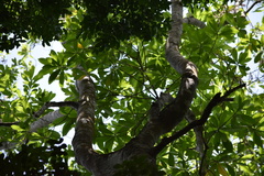 Alstonia macrophylla