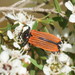 Castiarina nasuta - Photo (c) Reiner Richter, some rights reserved (CC BY-NC-SA), uploaded by Reiner Richter