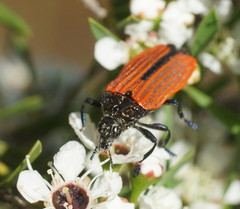Castiarina nasuta
