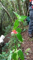 Ruellia coccinea