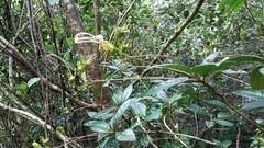 Gesneria pedunculosa