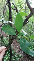 Zanthoxylum schreberi