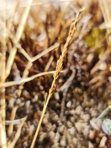 Sporobolus pilifer, 2023-06-19