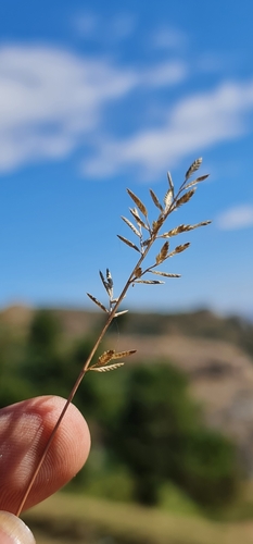 Eragrostis lateritica image