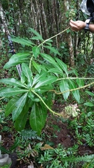 Lobelia robusta