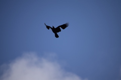 Corvus splendens