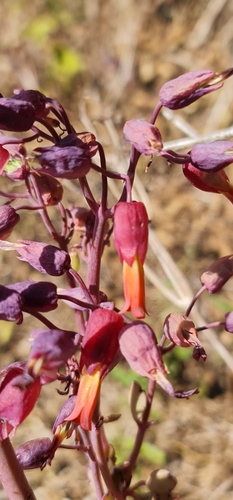 Kalanchoe laxiflora image