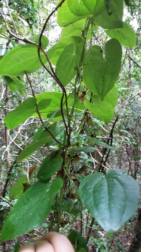 himber (Rajania cordata)