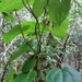 Dioscorea cordata - Photo 由 Sara Bárrios 所上傳的 (c) Sara Bárrios，保留部份權利CC BY-NC