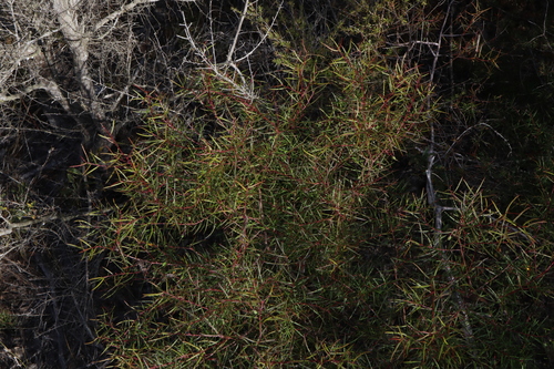 Image of Persoonia nutans by (c) Thomas Mesaglio, some rights reserved (CC BY)