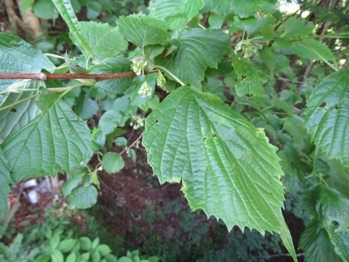 Image of Euptelea polyandra by (c) Marco Mussita, some rights reserved (CC BY)