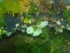 Phallusia mammillata