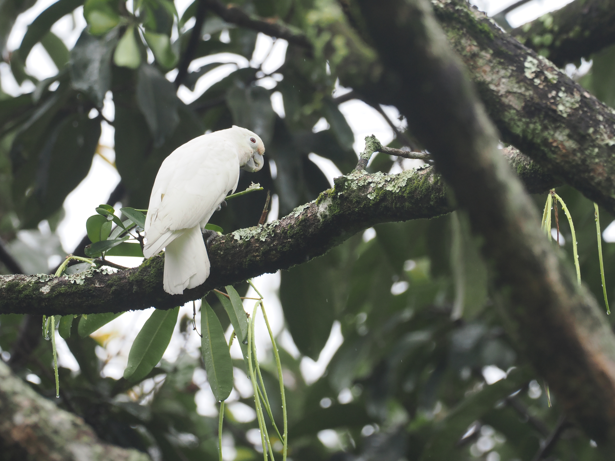 Tanimbar Corella illustration