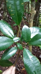 Dendropanax laurifolius
