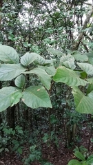 Cordia sulcata