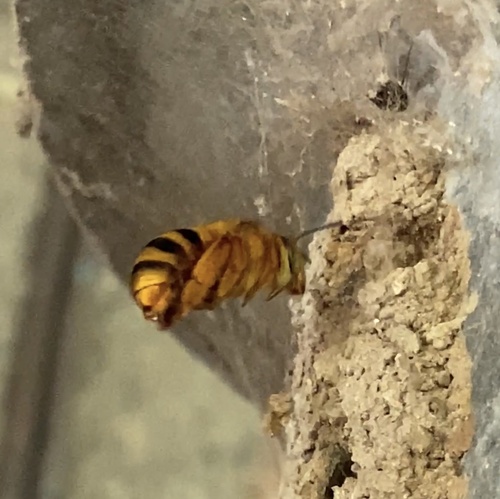 Photo of Golden Haired Mortar Bee (Amegilla bombiformis)
