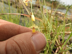 Orthochilus milnei