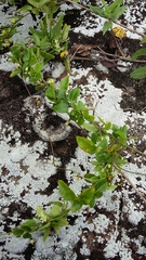 Metastelma decipiens