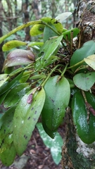 Acianthera pubescens