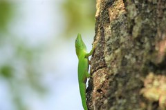 Anolis
