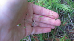 Stellaria longifolia