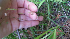 Stellaria longifolia