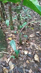 Anthurium crenatum