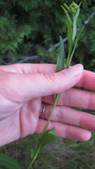 Solidago ohioensis