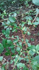 Erythroxylum brevipes