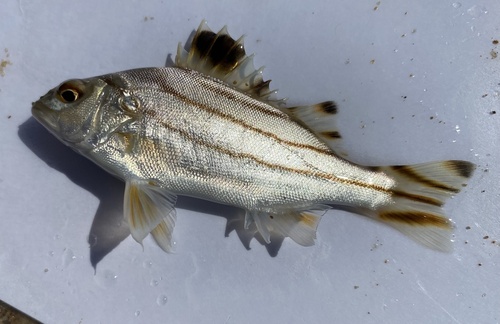 Doelschuttersvis (Terapon jarbua) — Terapontidae — 3