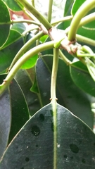 Sapium laurocerasus