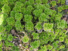 Urtica flabellata