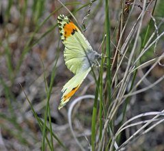 Anthocharis julia sulfuris