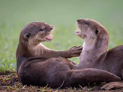 Smooth-coated Otter (Lutra perspicillata)