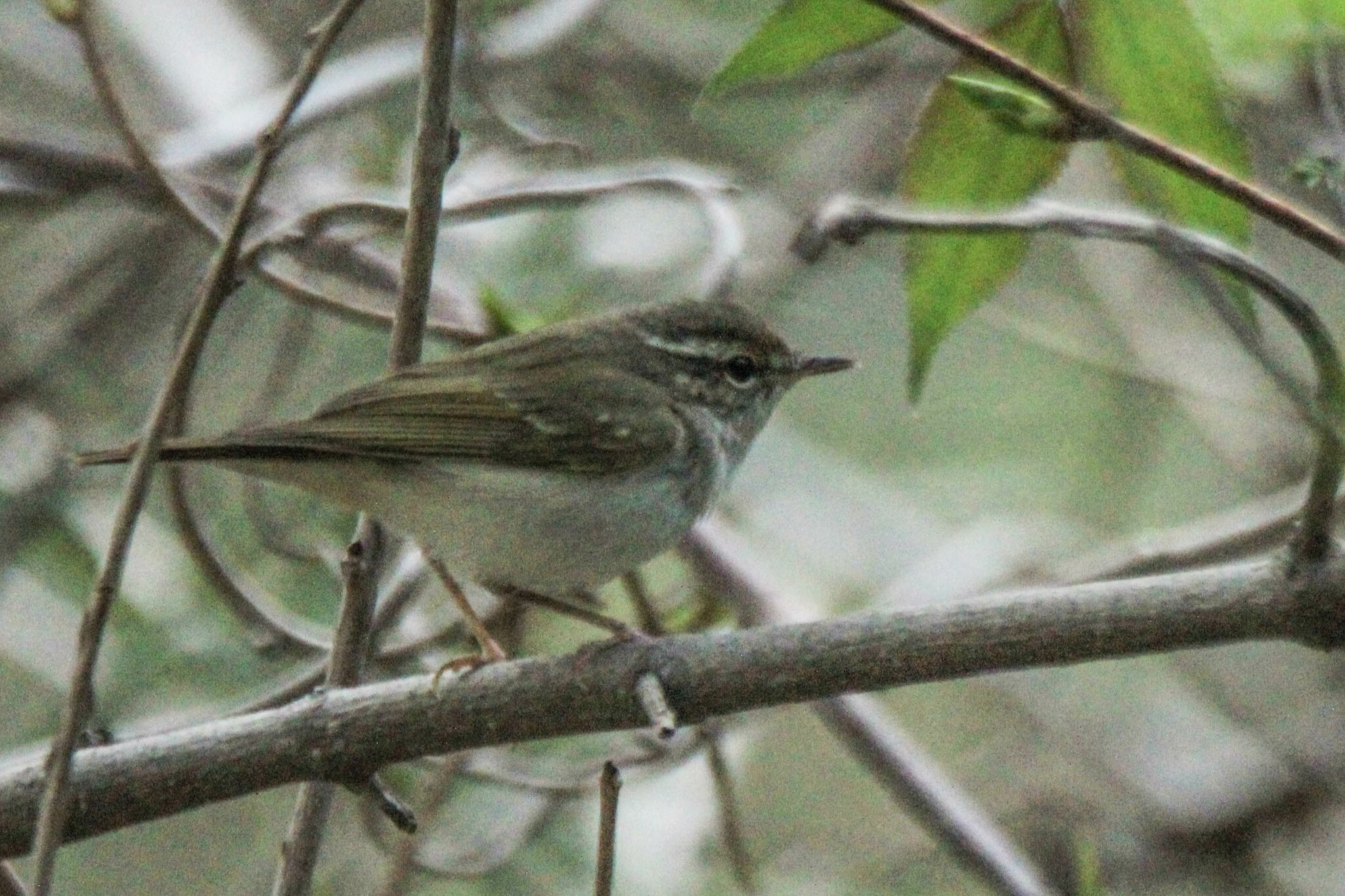 Pale-legged Leaf Warbler