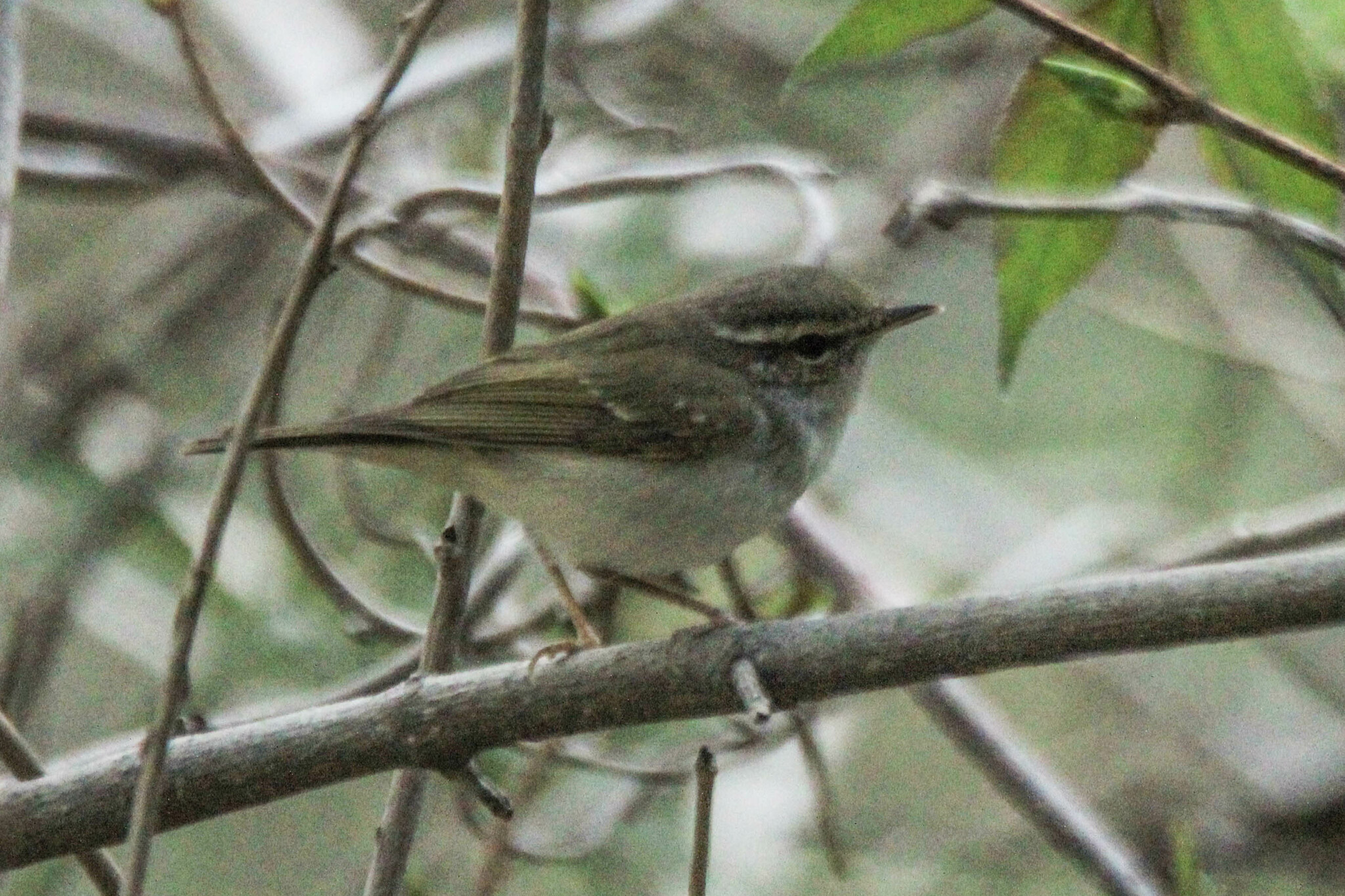 Pale-legged Leaf Warbler
