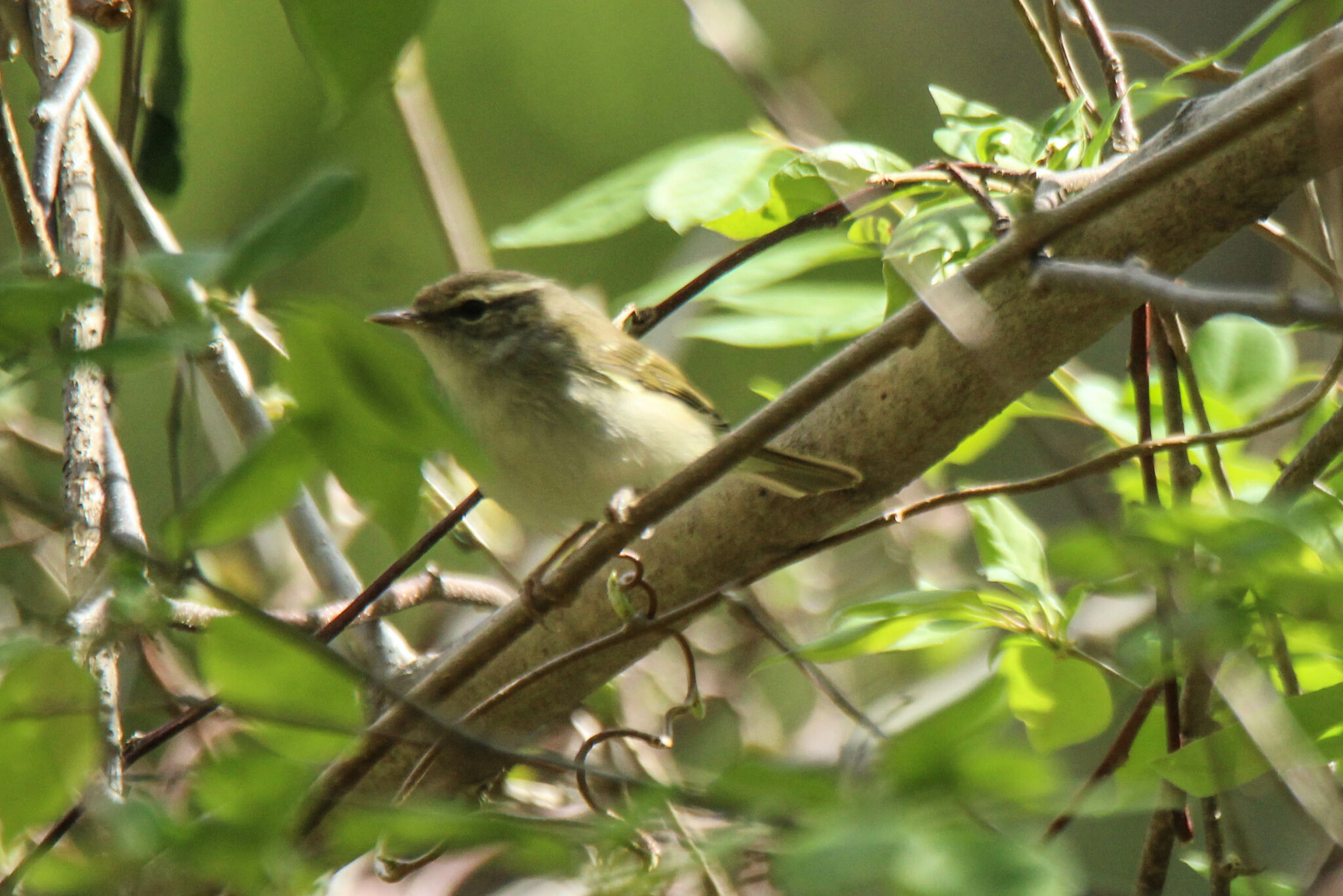 Pale-legged Leaf Warbler