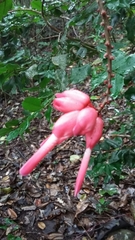 Neorudolphia volubilis