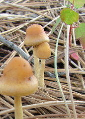 Hypholoma tuberosum