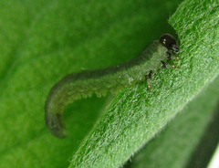 Euura longiserra