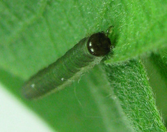 Euura longiserra