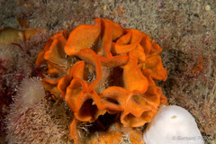 Pentapora foliacea