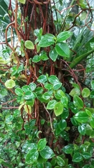 Peperomia glabella